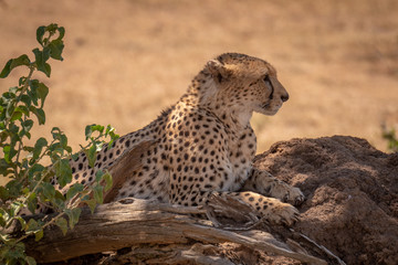 Close-up of male cheetah lying by bush