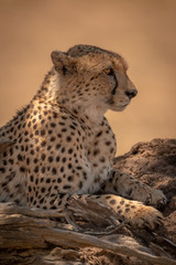 Close-up of male cheetah lying by branch