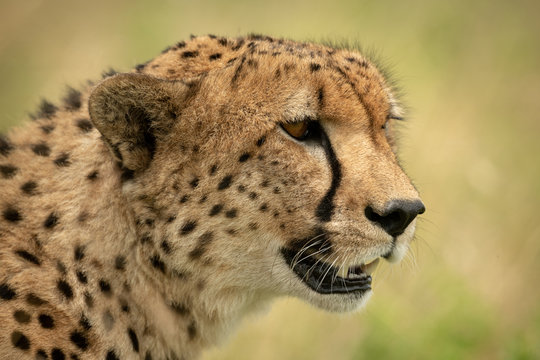 Close-up of male cheetah head with bokeh