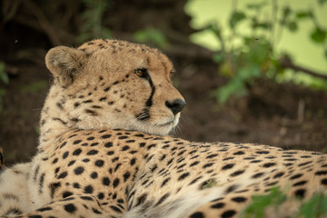 Close-up of male cheetah lying looking back