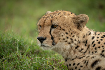 Close-up of male cheetah lying raising head