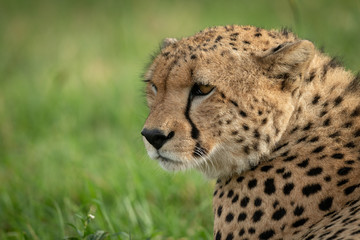 Close-up of male cheetah lying turning head