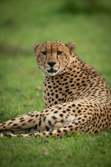 Naklejka na ściany i meble Close-up of male cheetah lying watching camera