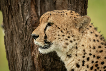 Close-up of male cheetah sitting beside tree