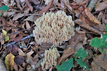 Champignons.