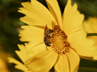 (Halictus scabiosae) Gelbbindige Furchenbiene mit gelblich behaart, fühler schwarz, die den Nektar...