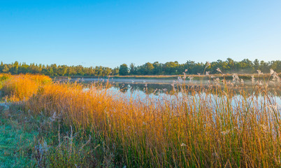 Reed along the edge of a lake in sunlight at sunrise in autumn