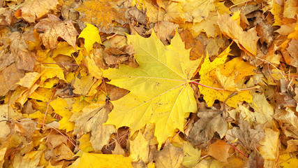 Naklejka na ściany i meble Yellow autumn background from fallen foliage of maple