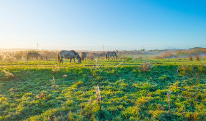 Horses in a field in wetland in sunlight at sunrise in autumn © Naj