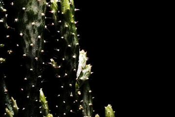 The closeup backlit green cactus with white spikes isolated on the black background