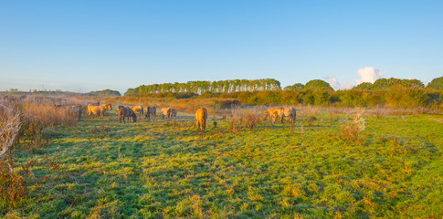 Horses in a field in wetland in sunlight at sunrise in autumn © Naj