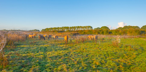 Horses in a field in wetland in sunlight at sunrise in autumn