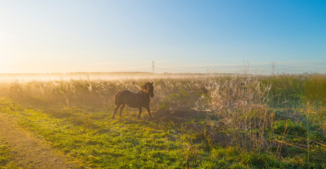 Horse in a field with reed in sunlight at sunrise in autumn © Naj