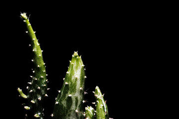 The closeup backlit green cactus with white spikes isolated on the black background