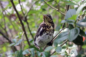 blackbird chick flying out of the nest sits among green bushes