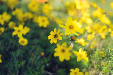 Fototapeta premium Coreopsis verticillata flower. Yellow flowers background