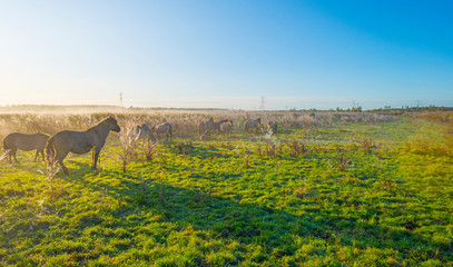 Horse in a field with reed in sunlight at sunrise in autumn © Naj