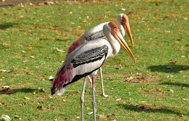 Many bird Mycteria leucocephala in thailand