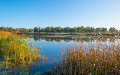 Reed along the edge of a lake in sunlight at sunrise in autumn