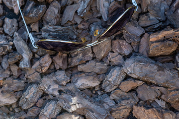 sunglasses on the ground near a tree closeup