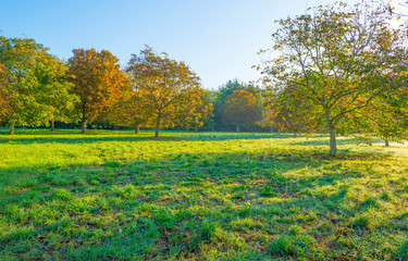 Naklejka premium Trees in fall colors in a green grassy field in sunlight in autumn