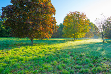 Trees in fall colors in a green grassy field in sunlight in autumn