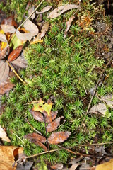 Moss im Herbst,Moss in the forest,Polytrichum commune,