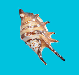 Sea shell isolated on a blue background