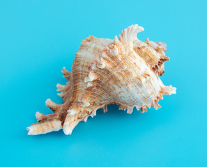Sea shell isolated on a blue background