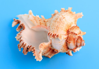 Sea shell isolated on a blue background