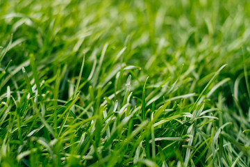 Green grass background