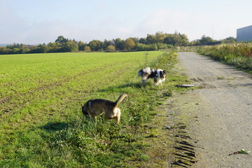dogs,kuh, feld, bauernhof, gras, rinder, wiese, tier, landschaft, green, ackerbau, bäuerlich,...