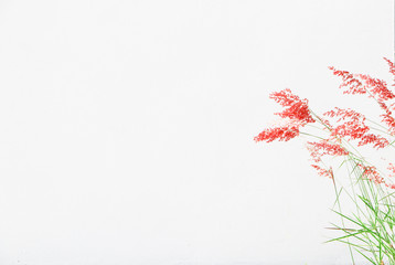 pink grass flowers and white background