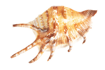 Sea shell isolated on a white background