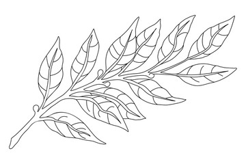 Botanical illustration branch Line sketch