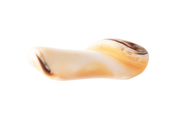 Sea stone from a shell