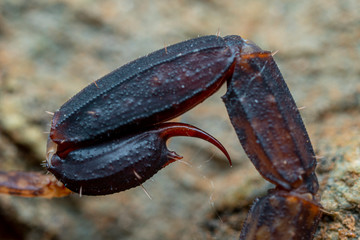 extreme close up of the stinger tipped tail of the Marbled scorpion, Lychas variatus