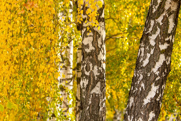 Birch in yellow colors in the fall