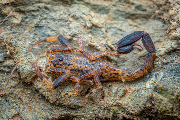 Marbled scorpion, Lychas variatus, hunting on a rock in the Daintree rainforest, Queensland, Australia