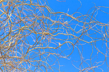 Bare branches of a curly tree on a background of blue sky