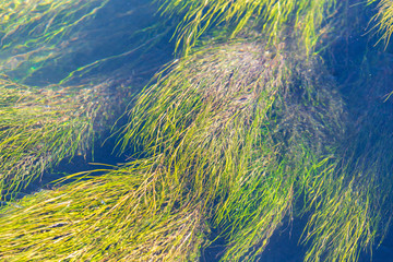Algae on the surface of the water as a background