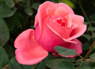 pink rose in garden