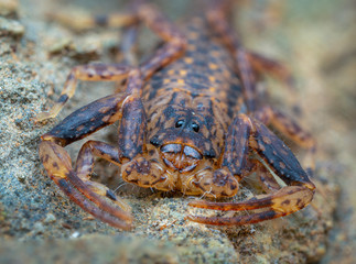 Marbled scorpion, Lychas variatus, hunting on a rock in the Daintree rainforest, Queensland, Australia