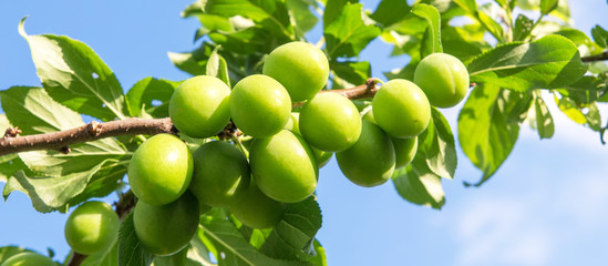A plum tree with green immature young fruits on a summer day with a copy of space, the concept of gardening and ecology