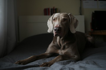 Tired dog lying on bed in bedroom