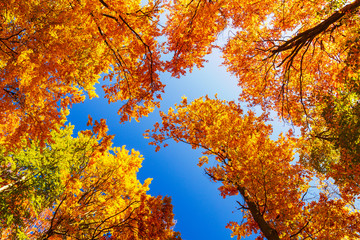 Multicolored treetops at an autumn season.