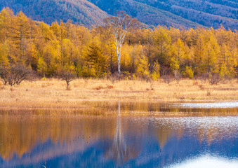 紅葉の小田代ヶ原湿原幻の湖