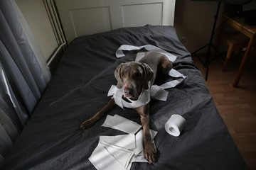Guilty dog lying on bed with toilet paper