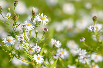 Alpine aster medicinal herb flowering in the field. Blooming aster in the garden. Bouquet of beautiful aster october flower on a green background.