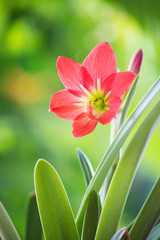 red flower on green background